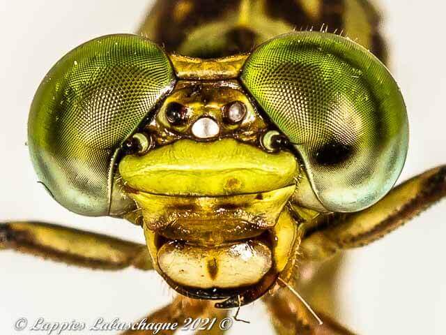 100 3347 Lestinogomphus angustus Spined Fairytail Female Vaalwater LP RSA Mch 2021r 22