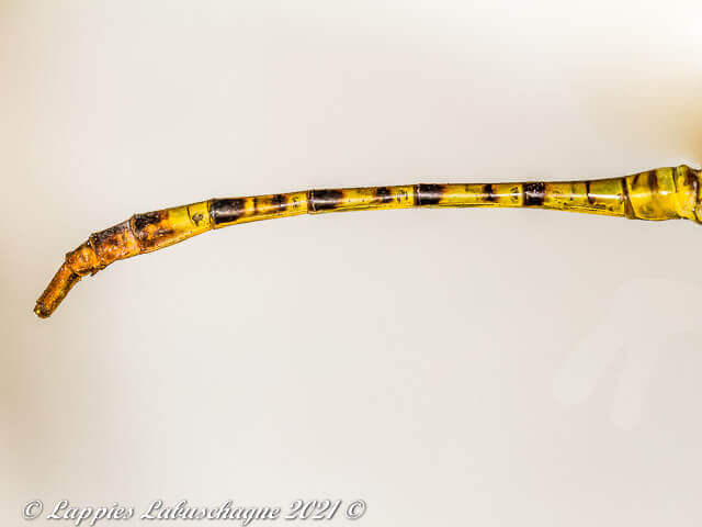 100 3349 Lestinogomphus angustus Spined Fairytail Female Vaalwater LP RSA Mch 2021r 25