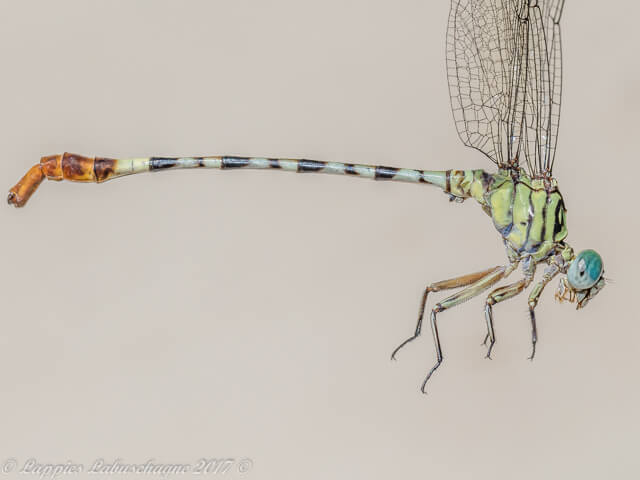 100 3333 Lestinogomphus angustus Spined Fairytail Male Weltevreden RSA Dec 2017r 3