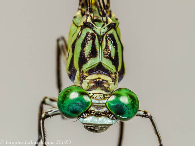 100 2671 Lestinogomphus angustus Spined Fairytail Male Close up Songimvelo MPRSAFebr 2019r 8
