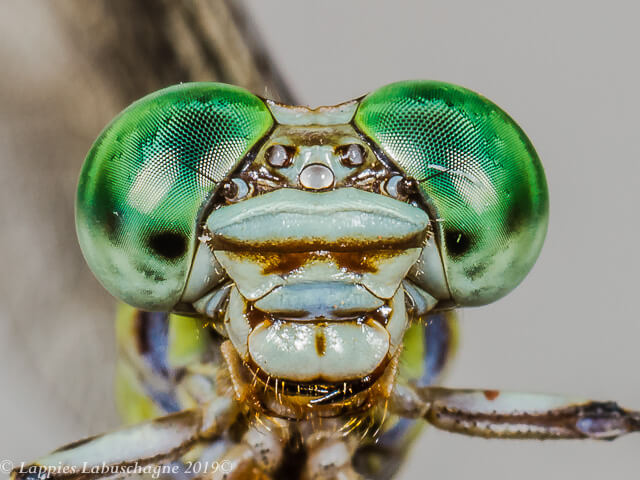 100 2672 Lestinogomphus angustus Spined Fairytail Male Close up Songimvelo MPRSAFebr 2019r 10