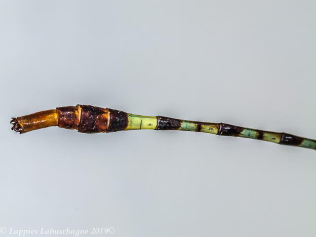 100 2673 Lestinogomphus angustus Spined Fairytail Male Close up Songimvelo MPRSAFebr 2019r 12