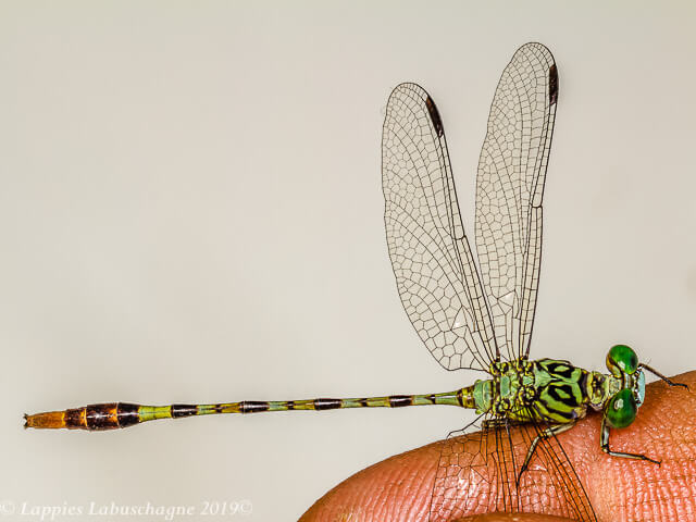 100 2675 Lestinogomphus angustus Spined Fairytail Male Close up Songimvelo MPRSAFebr 2019r 24
