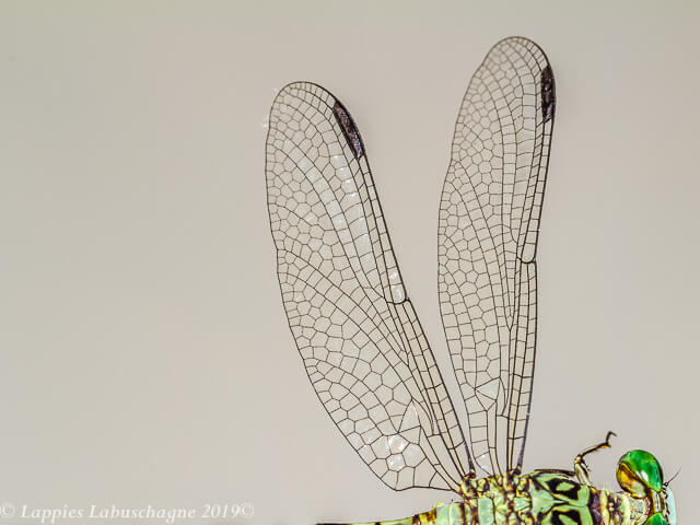100 2676 Lestinogomphus angustus Spined Fairytail Male Close up Songimvelo MPRSAFebr 2019r 28