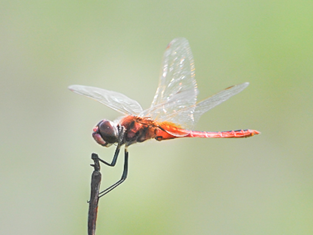 118 503 t Male Kosi Bay KZN Apr 2016r 1
