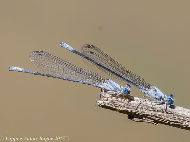 Mesocnemis singularis Savanna Riverjack Males 100 839 Mesocnemis singularis Savanna Riverjack 2 Male Jewel NCP RSA Apr 2015r 2