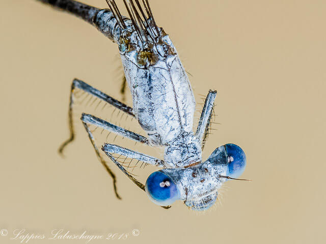 100 263 Mesocnemis singularis Savanna Riverjack Male Close up Nwanedi LP RSA Dec 2018r 11