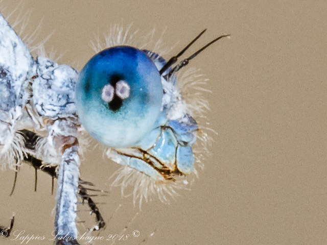100 264 Mesocnemis singularis Savanna Riverjack Male Close up Nwanedi LP RSA Dec 2018r 13