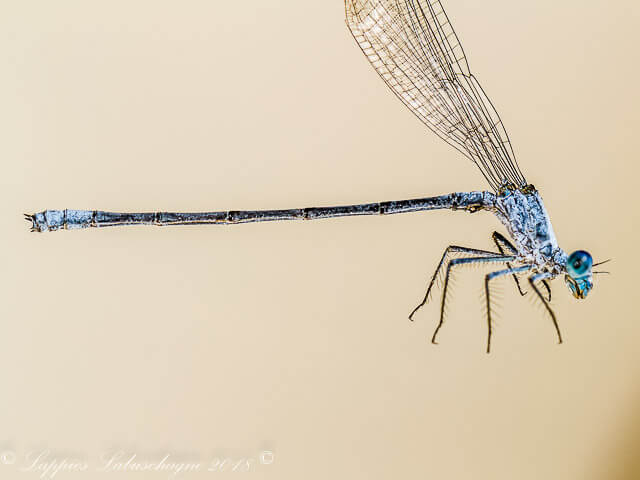  Male