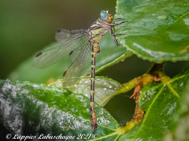 Microgomphus Nyassicus Easren Scissortail Male 100 3392 Microgomphus Nyassicus Easren Scissortail Male Swadini LP RSA May 2021r 6