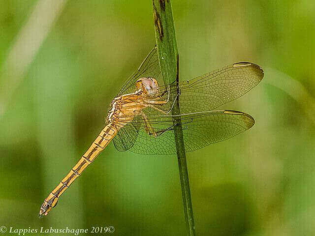 Nesciothemis farinosa Eastern Blacktail Female 100 3013 Nesciothemis farinosa Eastern Blacktail Female Songimvelo Nature Reserve MP RSA Febr 2019r 1