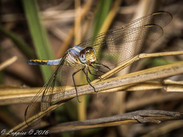 Nesciothemis farinosa, Eastern Blacktail Male Swartstert