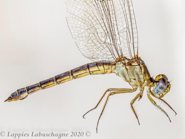 Nesciothemis farinosa Eastern Blacktail Old Female 100 3447 Nesciothemis farinosa Eastern Blacktail Female Close up Mabusa MP RSA Oct 2020r 3