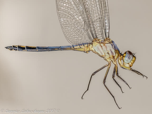 Nesciothemis farinosa Eastern Blacktail Close up Male Hertzogberg MP Nov 2017