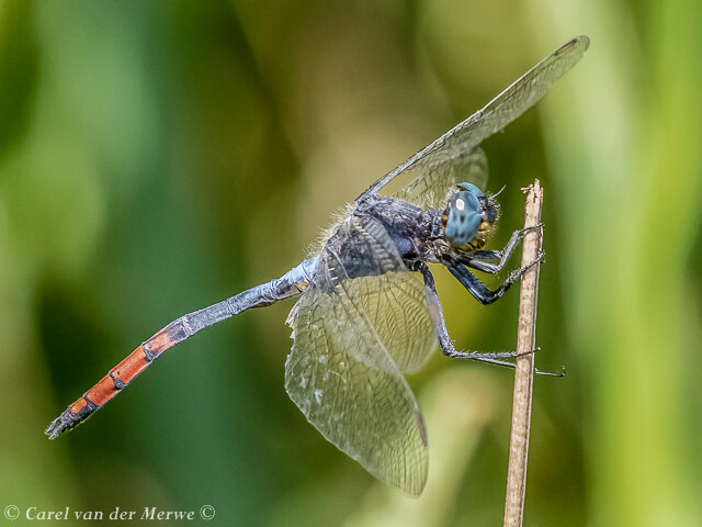 Nesciothemis fitzgeraldi, Lesser peppertail Nesciothemis fitzgeraldi, Lesser peppertail