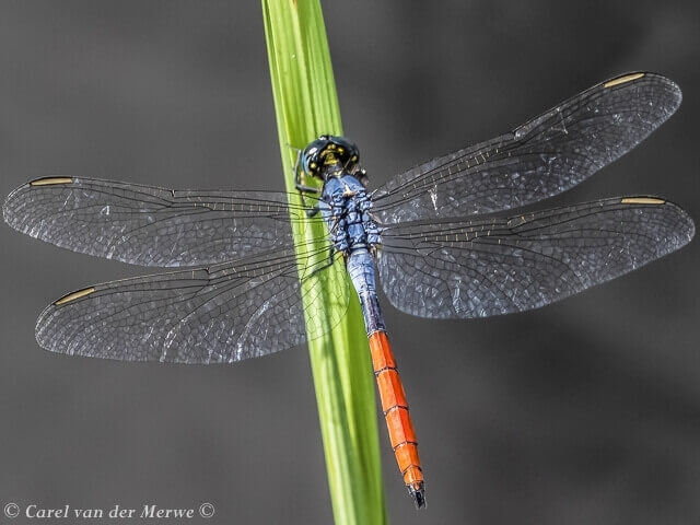 Nesciothemis nigeriensis, Greater Peppertail Male Nesciothemis nigeriensis Greater Peppertail Male