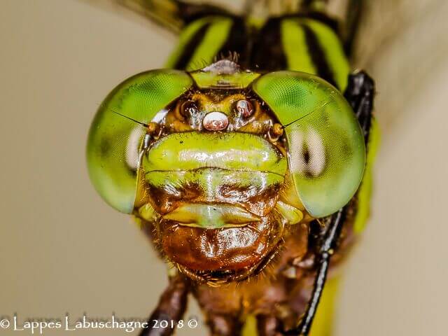 Neurogomphus zambeziensis, Zambezi Sophontail, Female Face 100 2270 Neurogomphus zambeziensi Zambezi Siphontail Female Close up Ndumu Mch 2018r 30