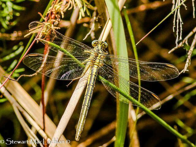Yellowjack (Notogomphus praetorius), Female 121 502 SM7 0274 Notogomphus_praetorius