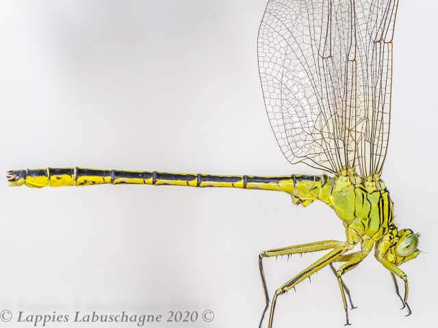 Notogomphus praetorius Yellowjack Male 100 3052LP RSA Jan 2020r 2 Yellowjack, Notogomphus praetorius