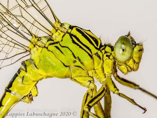 Notogomphus praetorius Yellowjack Male Thorax Lateral View 100 3053 Close up Houtbosdorp LP RSA Jan 2020r 6