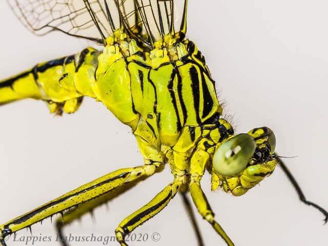 Notogomphus praetorius Yellowjack Male Thorax Oblique View 100 3054 Houtbosdorp LP RSA Jan 2020r 9