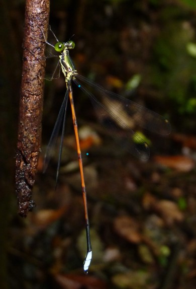 Nubiolestes diotima Rainforest Malachite Nubiolestes diotima Rainforest Malachite