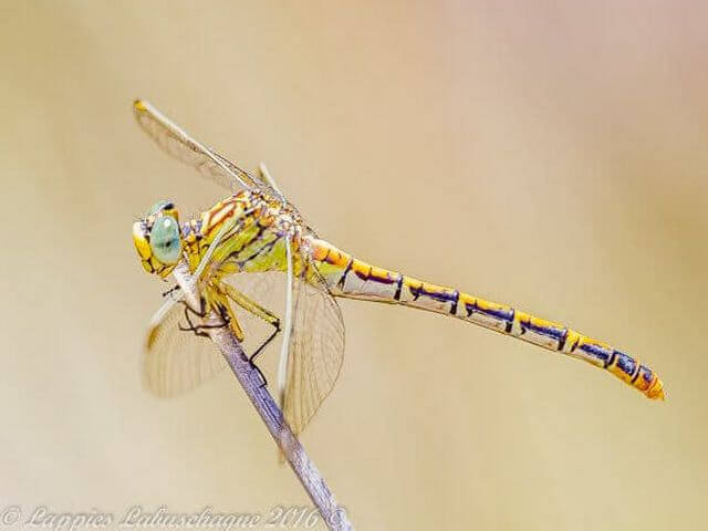 Lined Claspertail (Onychogomphus supinus), Female 100 1763 Ezemvelo1 River Dec 2016r 1