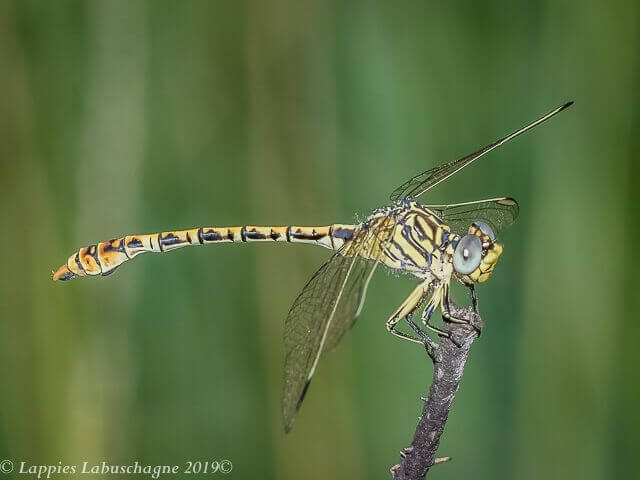 Onychogomphus supinus Lined Claspertail Male Onychogomphus supinus Lined Claspertail Male