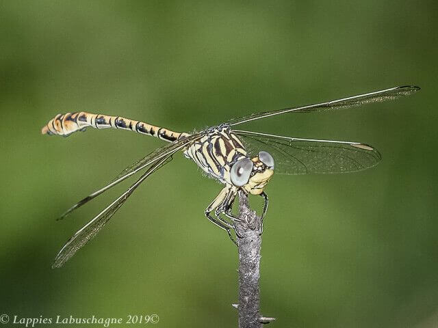 100 2403 Onychogomphus supinus Lined Claspertail Male Songimvelo Nature Reserve MP RSA Febr 2019r 2