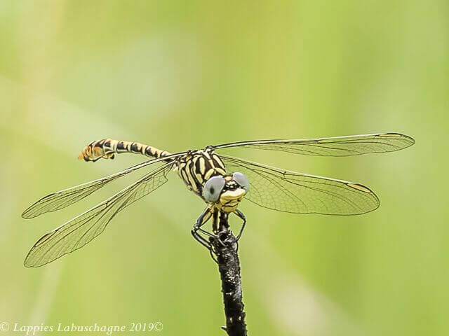 Onychogomphus supinus Lined Claspertail Male Onychogomphus supinus Lined Claspertail Male