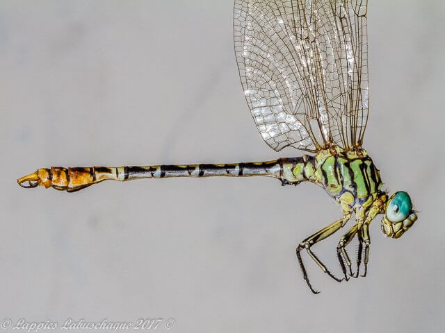 100 1765Melkrivier LP RSA Dec 2017r 4