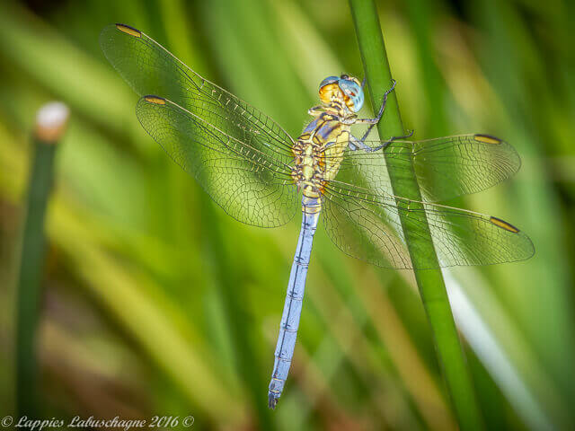 Orthetrum abbotti Little skimmer Male 100 639 Orthetrum abbotti Little skimmer Male Ezemvelo GP RSA Jan 2016r 1