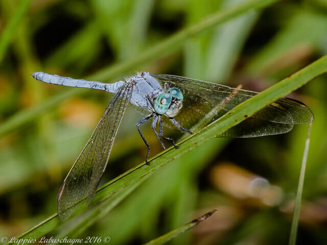 Orthetrum abbotti, Little Skimmer, Male 102 501 Waterberge male x Mch 2016 r