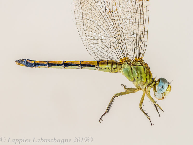 Orthetrum abbotti, Little Skimmer, Female Orthetrum abbotti Little Skimmer Female Close up Ezemvelo GP RSA Nov 2019