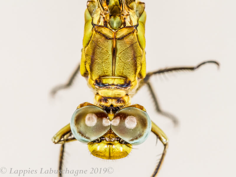 100 2849  Female Close up Ezemvelo GP RSA Nov 2019r 13
