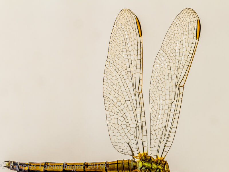 Orthetrum abbotti Little Skimmer Female Close up Ezemvelo GP RSA Nov 2019