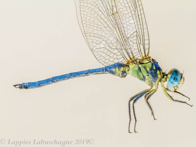 Orthetrum abbotti, Little Skimmer, Maturing Male Orthetrum abbotti Little Skimmer Male maturing Ezemvelo GP RSA Nov 2019