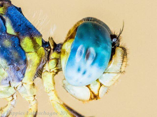 100 2865 Orthetrum abbotti Little Skimmer Male maturing Ezemvelo GP RSA Nov 2019r 18