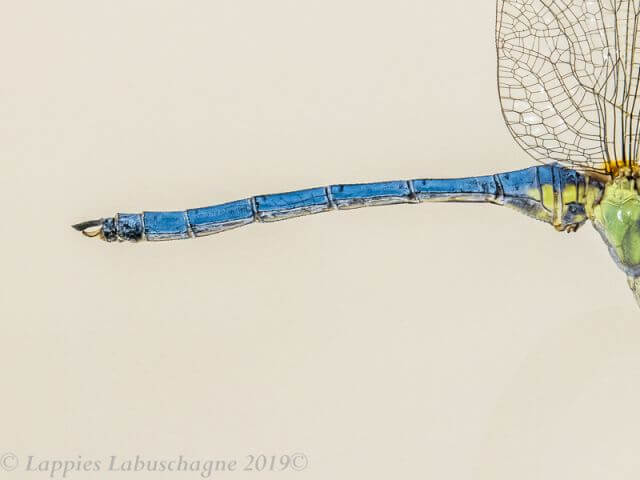 Orthetrum abbotti Little Skimmer Male maturing Ezemvelo GP RSA Nov 2019