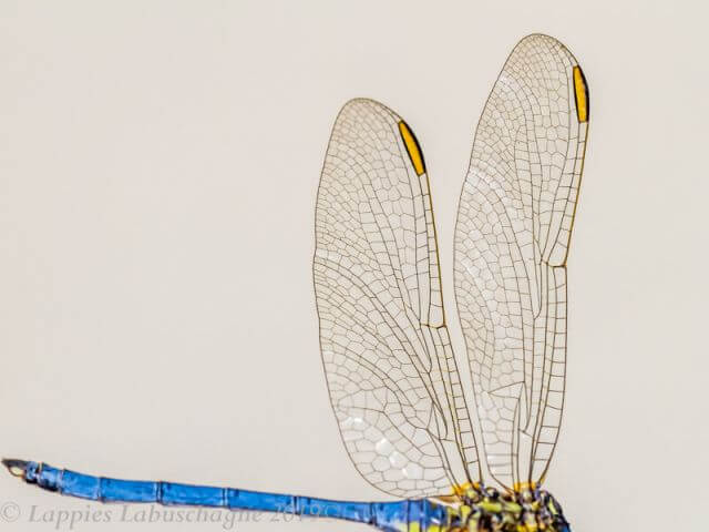 Orthetrum abbotti Little Skimmer Male maturing Ezemvelo GP RSA Nov 2019