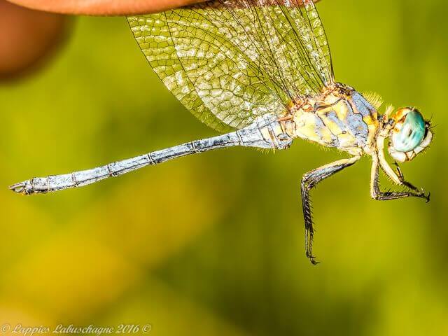 Orthetrum abbotti, Little Skimmer, Male 100 617 Male1 Close up Ezemvelo Dec 2016r 2