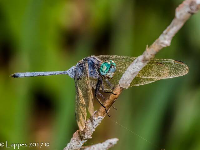 Orthetrum brachiale Banded Skimmer Male 100 1109 Orthetrum brachiale Banded Skimmer Male Ndumu KZN RSA Mch 2017r 2