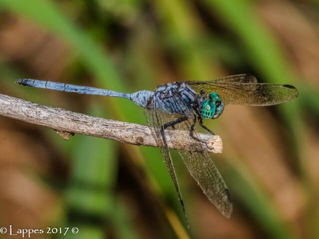 Banded Skimmer (Orthetrum brachiale), Male 100 2055 Orthetrum brachiale Banded Skimmer Male Ndumu KZN RSA Mch 2017r 8