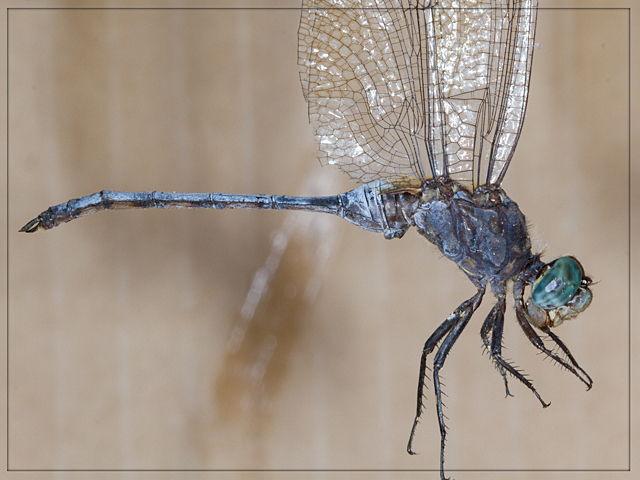 Orthetrum brachiale Banded Skimmer Male 101 551 Orthetrum brachiale Banded Skimmer Male Tshipise LP RSA Feb 2013