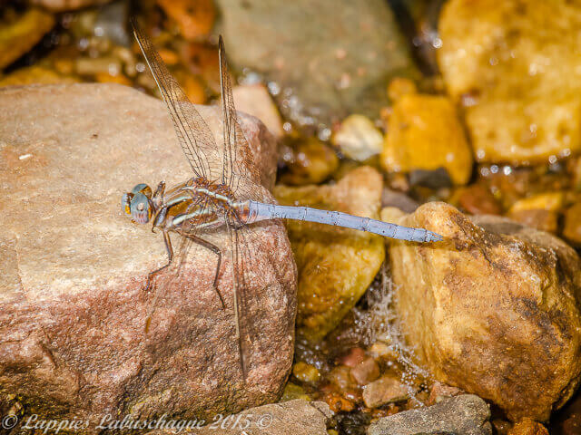 Orthetrum caffrum. Two striped Skimmer. Male 100 1186 Male WSBG GP RSA Oct 2015r 4