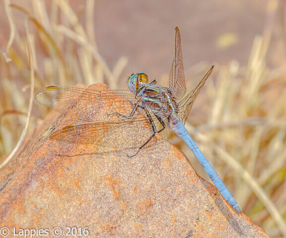 100 790 Orthetrum caffrum Two stripped Skimmer Moreletta Sept 2016r 2