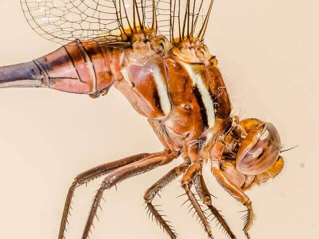 Orthetrum caffrum Two stripped Skimmer Young Male Close up Kromdraai GP RSA Oct 2016