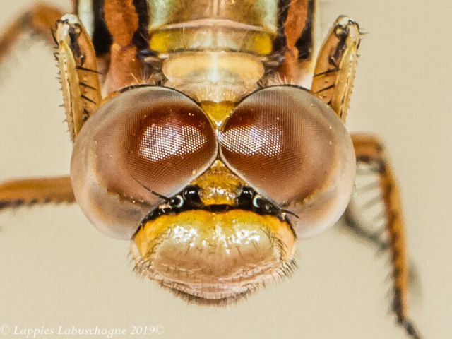 Orthetrum caffrum Two stripped Skimmer Female Face Dorsal View 100 2823 Orthetrum caffrum Two stripped Skimmer Female Close up Centurion GP RSA Nov 2019r 15