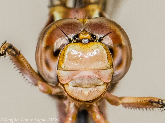 Orthetrum caffrum, Two-stripped Skimmer, Female face Frontal View 100 2825 Orthetrum caffrum Two stripped Skimmer Female Close up Centurion GP RSA Nov 2019r 20