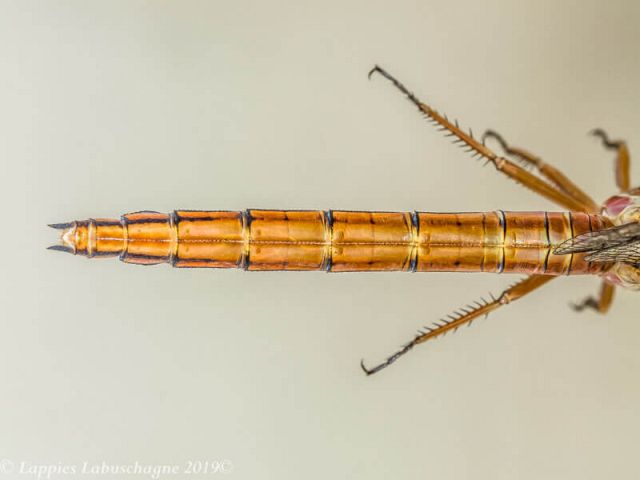 100 2827 Orthetrum caffrum Two stripped Skimmer Female Close up Centurion GP RSA Nov 2019r 26